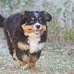 Chien, Race de chien, Carnivore, Plante, Chien de compagnie, Herbe, Bernese Mountain Dog, Museau, Herding Dog, Canidae, Collar, Working Animal, Working Dog, Arbre, Ã‰pagneul, Terrestrial Animal, Chiots, Queue, Poil