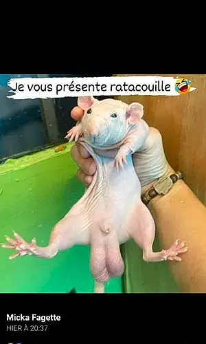 Burmilla Chat Ratacouille