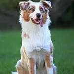 Chien, Race de chien, Carnivore, Plante, Chien de compagnie, Faon, Dog Agility, Herbe, Museau, Moustaches, Canidae, Herding Dog, Sports Equipment, Working Dog, Dog Collar, Dog Sports, Queue, Baballe, Berger australien