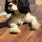 Chien, Race de chien, Carnivore, Bois, King Charles Spaniel, Chien de compagnie, Hardwood, Museau, Ã‰pagneul, Liver, Plank, Terrestrial Animal, Toy Dog, Cavalier King Charles Spaniel, Wood Stain, Canidae, Varnish, Laminate Flooring