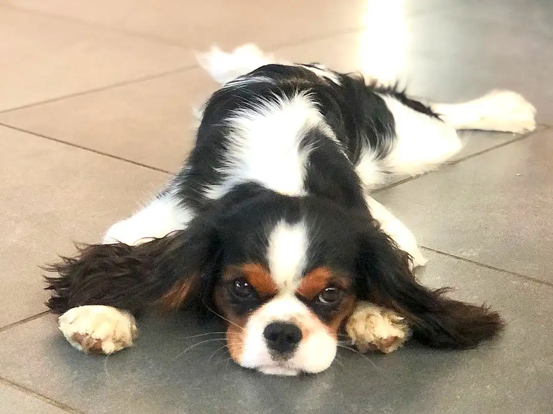 Chien, Carnivore, Race de chien, Chien de compagnie, King Charles Spaniel, Museau, Toy Dog, Moustaches, Ã‰pagneul, Cavalier King Charles Spaniel, Terrestrial Animal, Bored, Queue, Poil, Canidae, Working Animal, Liver, Working Dog