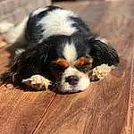 Chien, Carnivore, Race de chien, Bois, Chien de compagnie, Terrestrial Animal, Museau, King Charles Spaniel, Cavalier King Charles Spaniel, Hardwood, Poil, Ã‰pagneul, Canidae, Plank, Wood Stain, Varnish, Bernese Mountain Dog, Working Dog