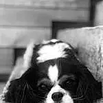 Chien, Carnivore, Style, Grey, Black-and-white, Race de chien, Toy Dog, Chien de compagnie, King Charles Spaniel, Museau, Monochrome, Liver, Noir & Blanc, Moustaches, Working Animal, Terrestrial Animal, Bored, Ã‰pagneul, Poil