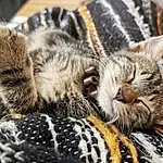 Chat, Felidae, Carnivore, Moustaches, Small To Medium-sized Cats, Museau, Close-up, Poil, Pattern, Domestic Short-haired Cat, Terrestrial Animal, Patte, Griffe, Comfort, Sieste, Herbe, Sleep