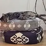Luggage And Bags, Comfort, Bag, Chat, Carnivore, Felidae, Couch, Bois, Baggage, Fashion Accessory, Small To Medium-sized Cats, Poil, Room, Metal, Queue, Studio Couch, Font, Hardwood, Pattern, Linens