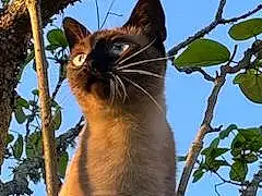 Ciel, Chat, Felidae, Branch, Small To Medium-sized Cats, Plante, Arbre, Moustaches, Carnivore, Faon, Twig, Museau, Terrestrial Animal, Trunk, Thai, Queue, Domestic Short-haired Cat, Poil, Electric Blue, Bois