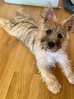 Cairn Terrier Chien Sully