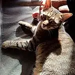 Chat, Felidae, Carnivore, Small To Medium-sized Cats, Faon, Moustaches, Comfort, Museau, Queue, Patte, Domestic Short-haired Cat, Griffe, Poil, Terrestrial Animal, Metal, Assis, Sieste, LÃ©gende de la photo