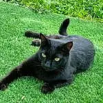 Chat, Plante, Felidae, Carnivore, Bombay, Small To Medium-sized Cats, Moustaches, Herbe, Groundcover, Museau, Queue, Chats noirs, Terrestrial Animal, Domestic Short-haired Cat, Poil