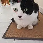 Chat, Felidae, Carnivore, Race de chien, Moustaches, Small To Medium-sized Cats, Collar, Jouets, Museau, Patte, Queue, Poil, Domestic Short-haired Cat, Stuffed Toy, Peluches, Chien de compagnie, Canidae, Bois, Fashion Accessory, Fang