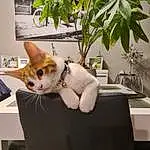 Plante, Chat, FenÃªtre, Houseplant, Flowerpot, Felidae, Couch, Carnivore, Small To Medium-sized Cats, Faon, Moustaches, Shipping Box, Queue, Poil, Collar, Domestic Short-haired Cat, Bois, Cardboard, Box