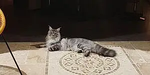 Maine Coon Chat Tom