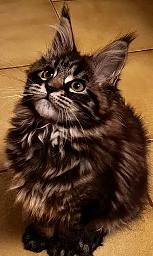 Maine Coon Chat Taliyah