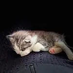 Chat, Yeux, Felidae, Carnivore, Small To Medium-sized Cats, Grey, Comfort, Faon, Moustaches, Bois, Queue, Domestic Short-haired Cat, Canidae, Patte, Poil, Griffe, Darkness, Sieste, LÃ©gende de la photo