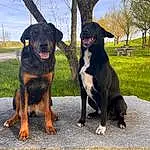 Chien, Ciel, Race de chien, Cloud, Carnivore, Plante, Arbre, Chien de compagnie, Rottweiler, Canidae, Working Animal, Herbe, Collar, Working Dog, Guard Dog, Sharing, Hunting Dog