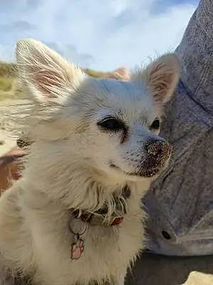 Nom Chihuahua Chien Pepita