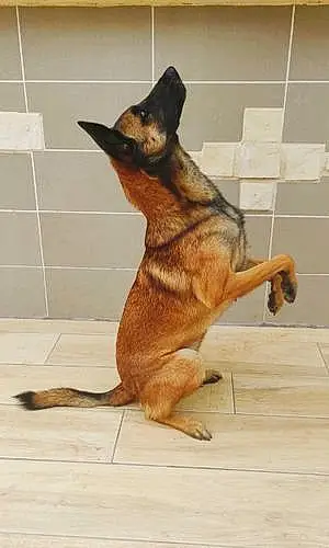 Nom Berger Malinois Chien Roby