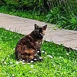 Fleur, Plante, Chat, Yeux, Carnivore, Vegetation, Felidae, Herbe, Moustaches, Small To Medium-sized Cats, Groundcover, Shrub, Meadow, Terrestrial Animal, Pelouse, Museau, Grassland, Queue, Domestic Short-haired Cat