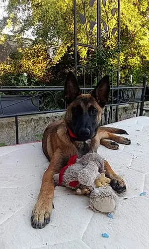 Berger Malinois Chien Tosca