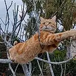 Chat, Felidae, Carnivore, Small To Medium-sized Cats, Moustaches, Twig, Plante, Bois, Faon, Herbe, Museau, Terrestrial Animal, Queue, Arbre, Fence, Poil, Domestic Short-haired Cat, Trunk, Mesh