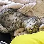 Chat, Felidae, Comfort, Small To Medium-sized Cats, Carnivore, Grey, Moustaches, Faon, Terrestrial Animal, Domestic Short-haired Cat, Poil, Queue, Patte, Griffe, Sieste, Linens, Sleep, Cat Bed