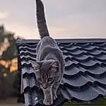 Chat, Ciel, Hood, Bois, Felidae, Carnivore, Grey, Small To Medium-sized Cats, Moustaches, Sculpture, Automotive Tire, Queue, Art, Museau, Arbre, Domestic Short-haired Cat, Grille, Metal, Roof, Poil