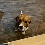 Chien, Bois, Race de chien, Carnivore, Chien de compagnie, Hardwood, Scent Hound, Chien de chasse, Varnish, Plank, Wood Stain, Terrestrial Animal, Canidae, Pattern, Hunting Dog, Plywood, Rectangle