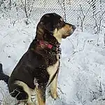Neige, Chien, Carnivore, Collar, Race de chien, Dog Collar, Hiver, Fence, Pet Supply, Museau, Freezing, Dog Supply, Chien de compagnie, Beaglier, Poil, Canidae, Working Animal, Working Dog, Guard Dog