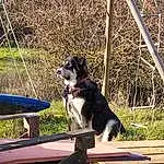 Chien, Plante, Race de chien, Carnivore, Chien de compagnie, Herbe, Herding Dog, Tints And Shades, Working Animal, Dog Collar, Canidae, Leisure, Collar, Working Dog, Border Collie, Fence, Outdoor Furniture, Shade, Assis