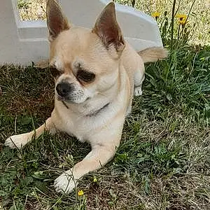 Nom Chihuahua Chien Noa