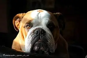 Nom Bulldog Chien Oscar