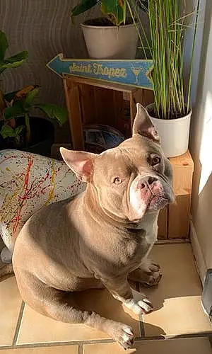 Nom American Bully Chien Pims