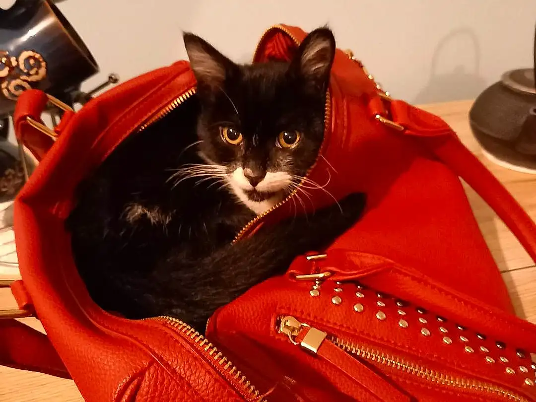 Chat, Comfort, Felidae, Carnivore, Small To Medium-sized Cats, Moustaches, Bag, Luggage And Bags, Personal Protective Equipment, Poil, Baggage, Assis, Domestic Short-haired Cat, Linens, Fashion Accessory, Queue, Chats noirs, Shoulder Bag, Backpack