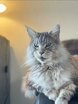 Nom Maine Coon Chat Iron