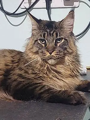 Maine Coon Chat Maurice
