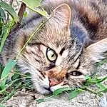 Chat, Plante, Felidae, Nature, Carnivore, Moustaches, Herbe, Small To Medium-sized Cats, Terrestrial Animal, Museau, Groundcover, Poil, Domestic Short-haired Cat, Arbre, Queue