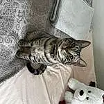 Chat, Yeux, Felidae, Comfort, Carnivore, Grey, Small To Medium-sized Cats, Moustaches, Bois, Queue, Linens, Poil, Patte, Domestic Short-haired Cat, Room, Stuffed Toy, Couch, Pattern, Arbre, Bedding
