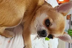 Nom Chihuahua Chien Pin-up