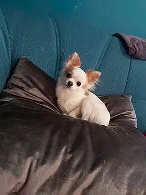 Nom Chihuahua Chien Chichi