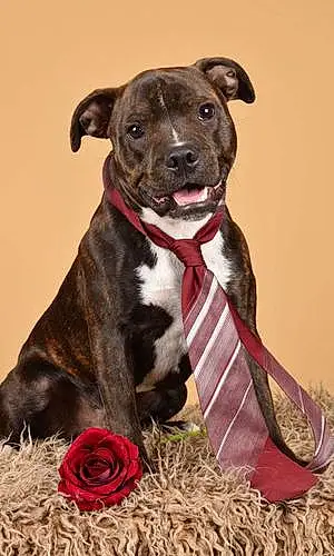 Nom American Staffordshire Terrier Chien Shelby