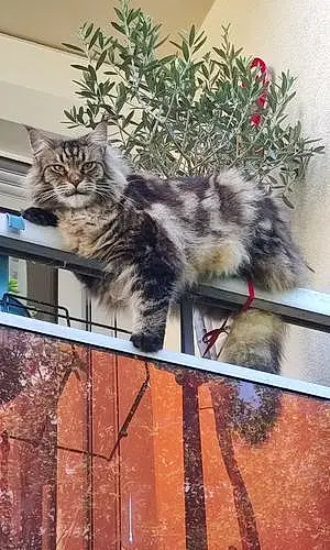 Maine Coon Chat Phoenyx