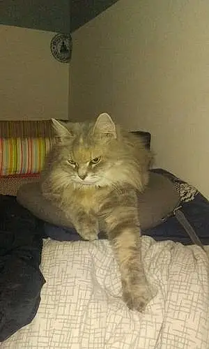 Nom Maine Coon Chat Jeepsy