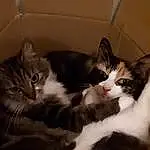 Chat, Small To Medium-sized Cats, Felidae, Moustaches, Chatons, Carnivore, European Shorthair, Norvégien, Domestic Short-haired Cat, Maine Coon, Chat tigré, American Wirehair, Chat de l’Egée, Poil, American Shorthair, Domestic Long-haired Cat, Polydactyl Cat
