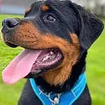 Chien, Carnivore, Collar, Race de chien, Herbe, Chien de compagnie, Moustaches, Working Animal, Dog Collar, Museau, Dog Supply, Electric Blue, Canidae, Rottweiler, Baballe, Guard Dog, Poil, Pet Supply, Working Dog