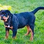 Chien, Carnivore, Race de chien, Chien de compagnie, Herbe, Working Animal, Terrestrial Animal, Canidae, Working Dog, Collar, Grassland, Electric Blue, Hunting Dog, Chien de chasse, Queue, Lithuanian Hound, Rottweiler