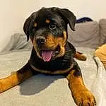 Chien, Race de chien, Carnivore, Chien de compagnie, Faon, Rottweiler, Museau, Canidae, Gesture, Working Animal, Beaglier, Poil, Guard Dog, Patte, Comfort, Working Dog, Terrestrial Animal, Austrian Black And Tan Hound, Hunting Dog