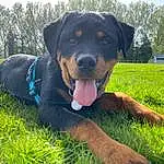 Chien, Plante, Race de chien, Carnivore, Herbe, Chien de compagnie, Working Animal, Museau, Rottweiler, Arbre, Canidae, Grassland, Electric Blue, Ciel, Collar, Baballe, Guard Dog, Working Dog, Austrian Black And Tan Hound