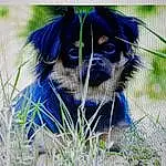 Chien, Canidae, Race de chien, Tibetan Spaniel, Carnivore, Chiots, Chinese Imperial Dog, Pekingese, Chien de compagnie, Museau, Rare Breed (dog), Toy Dog, Japanese Chin