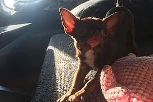 Nom Chihuahua Chien Nirvana