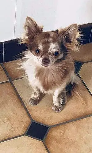 Nom Chihuahua Chien Ninho